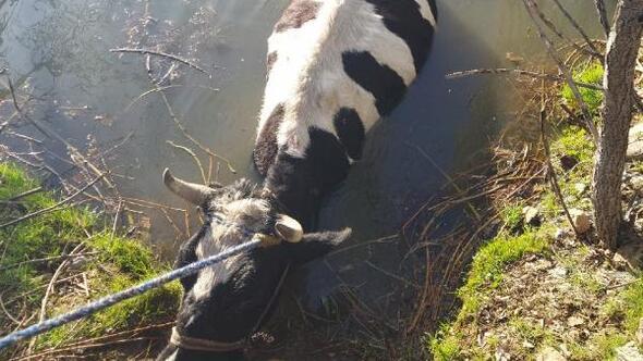 Havuza düşen ineği itfaiye kurtardı