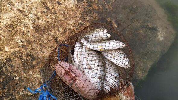 Manavgat Irmağında balık ölümleri