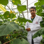 Antalya tarımının yeni ürünü 'Gözen'