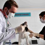 Konyaaltının hayvanları kışı sıcak geçiriyor