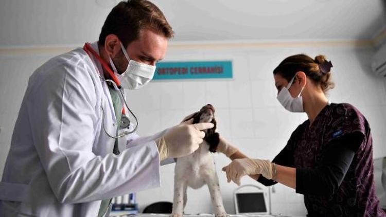 Konyaaltının hayvanları kışı sıcak geçiriyor