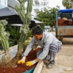 Konyaaltı Caddesinde kurakçıl peyzaj çalışması