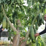 Aksu’da dikti dünyaya gönderdi