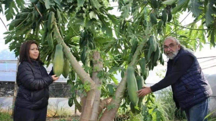 Aksu’da dikti dünyaya gönderdi