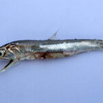 Antalya Körfezi'nde hamsi sevinci