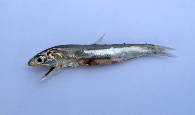 Antalya Körfezi'nde hamsi sevinci