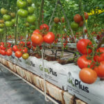 Antalya örtü altı tarımda da zirvede