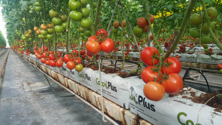 Antalya örtü altı tarımda da zirvede