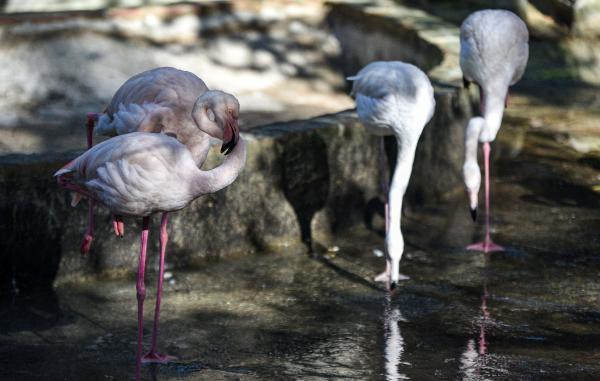Antalyalılar egzotik hayvanları sevdi