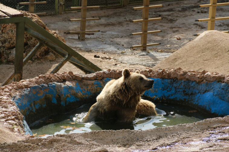 Ayıların havuz keyfi