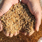 Gazipaşa'da yerli üretime hız verildi