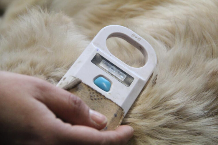 Hayvan sahiplenenlere çipli takip