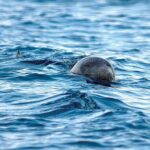 AKDENİZ FOKU VE TOY KORUNMALI!