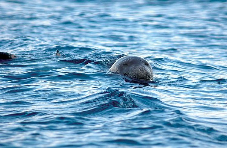 AKDENİZ FOKU VE TOY KORUNMALI!