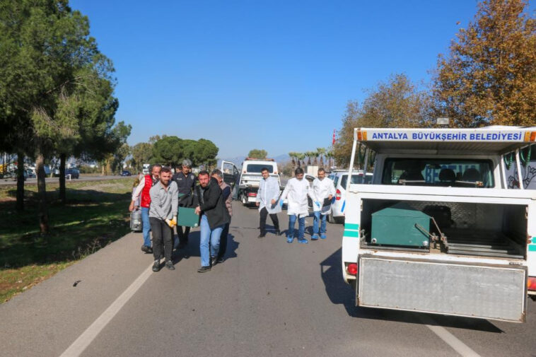 Sebzelerine bakmaya giderken canından oldu