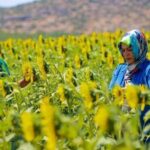 Fide, fidan, tohum destekleriyle ekonomik kayıplar önlendi