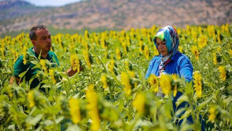 Fide, fidan, tohum destekleriyle ekonomik kayıplar önlendi