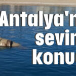 Antalya'nın sevimli konuğu