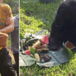 Ayı saldırısından kurtulmak için kendi kolunu kesti