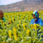 Çiftçiye fide, fidan,  tohum ve gübre desteği sürüyor