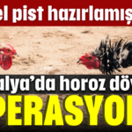 Horoz dövüşü operasyonu