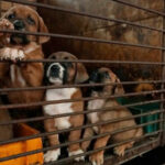 Köpek etine yasak geldi