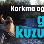 'Korkma oğlum, gel kuzum'