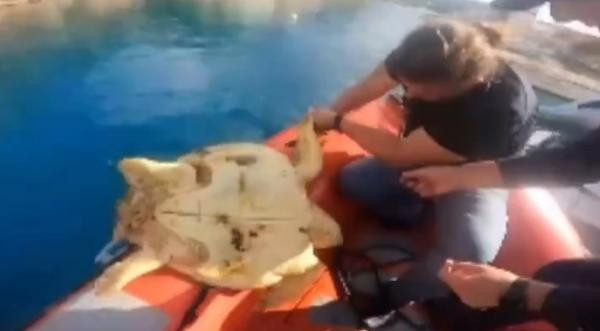 Kurtarılan yavru caretta denize bırakıldı