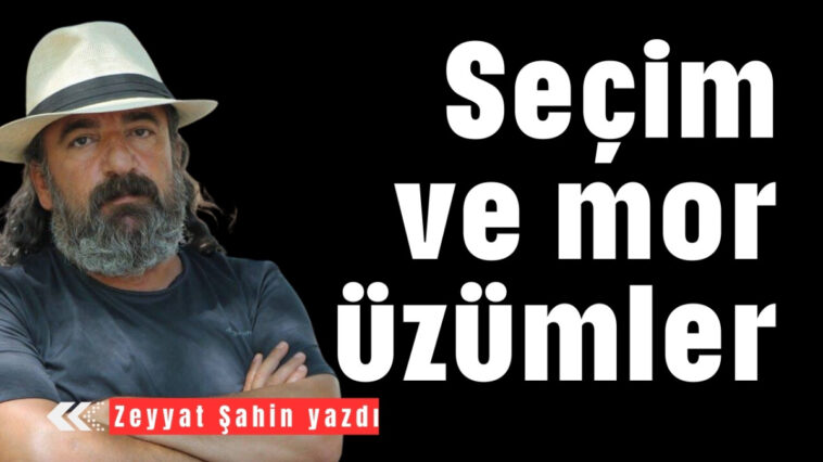 Seçim ve mor üzümler