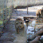 Sıcaklar yüzünden kış uykusuna yatamadılar