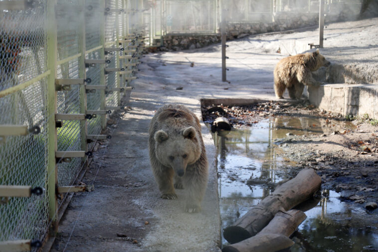 Sıcaklar yüzünden kış uykusuna yatamadılar