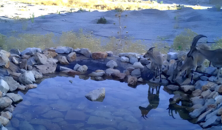 Yaban hayatına OYAK Çimento morali