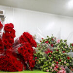 73 ülkeye 135 milyon dolarlık çiçek sattık