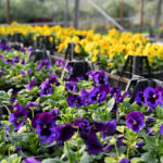 Yeni yılda Konyaaltı'na 300 bin çiçek