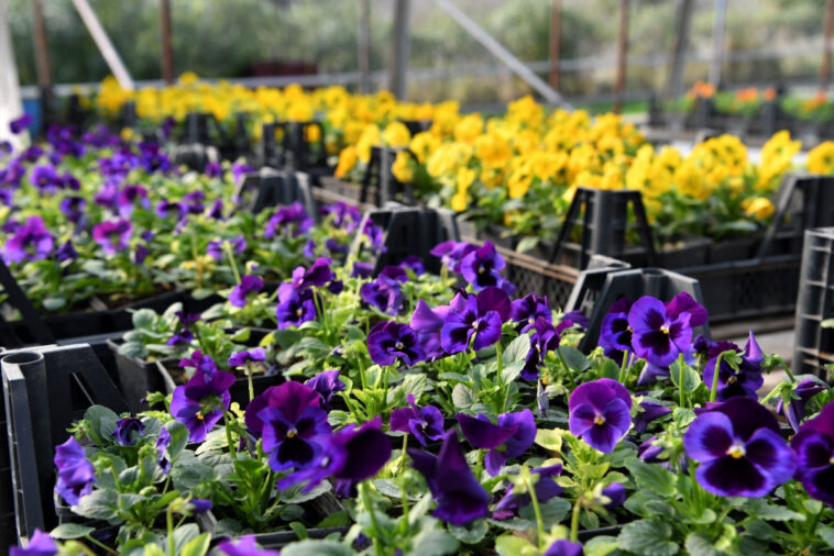 Yeni yılda Konyaaltı'na 300 bin çiçek