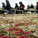 6 Şubat felaketinde hayatını kaybedenler karanfille anılacak