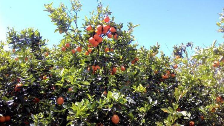 Narenciyede pazar sorunu çözülmeli