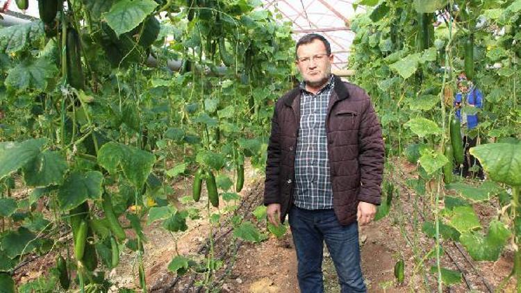 Üretici, salatalık fiyatından memnun