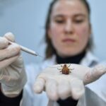 Araştırma uğruna foseptikten hamam böceği topluyorlar