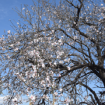 Antalya'da badem ve erik ağaçları çiçek açtı