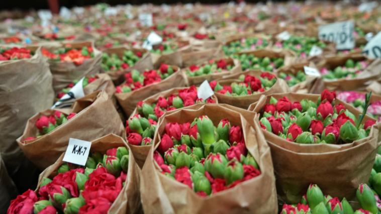 Antalya'dan Sevgililer Günü için 80 milyon dal çiçek ihraç ettik