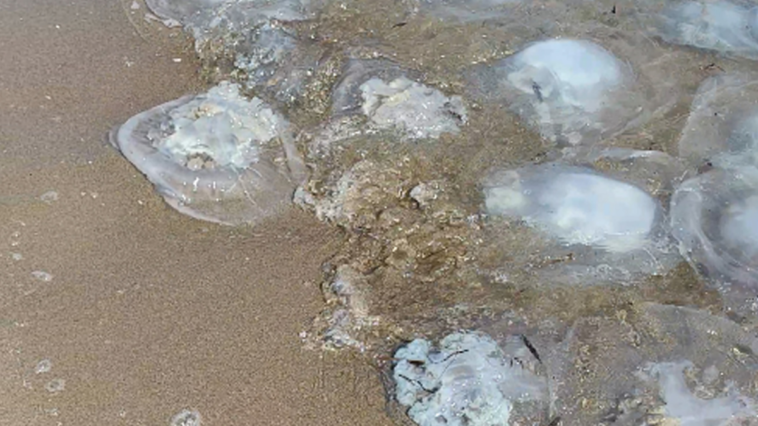 Binlerce denizanası sahile vurdu