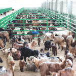 Et sıkıntısı kapıda