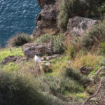 İhbar üzerine ekipler alarma geçti! Bakın Falezlerden ne çıktı