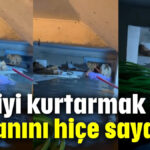 Kediyi kurtarmak için canını hiçe saydı