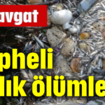 Manavgat'ta şüpheli balık ölümleri