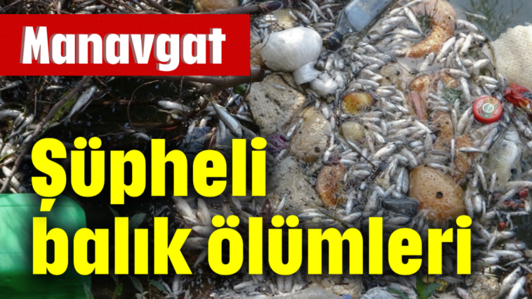 Manavgat'ta şüpheli balık ölümleri