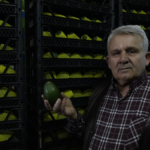 Rusya'ya 1 tır avokado sattı