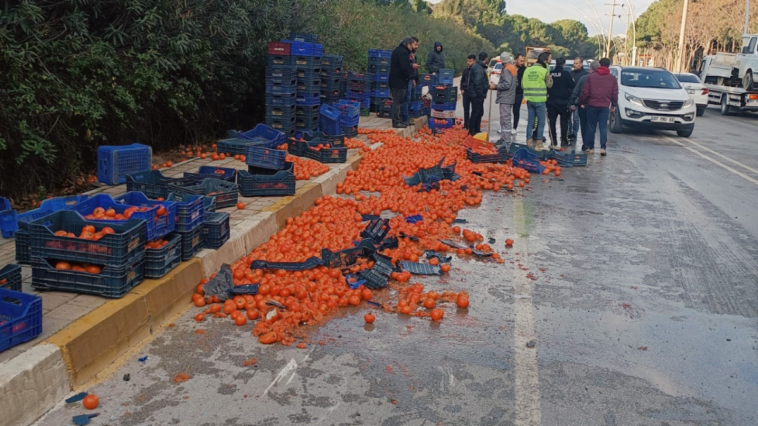 Serik'te kamyonet kaza yaptı domatesler yola saçıldı
