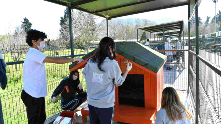 Sokak hayvanlarına öğrenci eli değdi